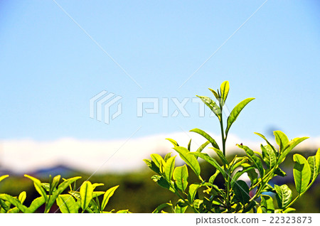 Tea plantation 22323873