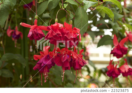 Fascinating fuchsia 22323875