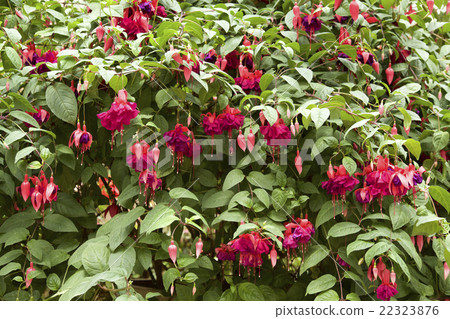 Fascinating fuchsia 22323876