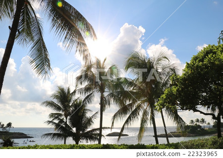 Hawaii sea palm trees Hawaii sea palm trees 22323965