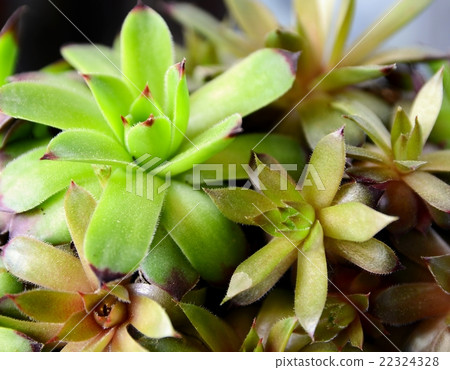 Succulent plant 22324328
