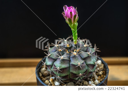 Gymnocalycium Flower Blooming Season Gymnocalycium Flower Blooming Season 22324741