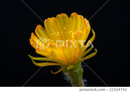 Yellow Lobivia Flower Yellow Lobivia Flower 22324742
