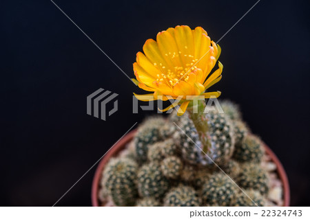 Yellow fFower of Lobivia Cactus Yellow fFower of Lobivia Cactus 22324743