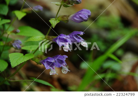 Rashomon kudzu 22324799