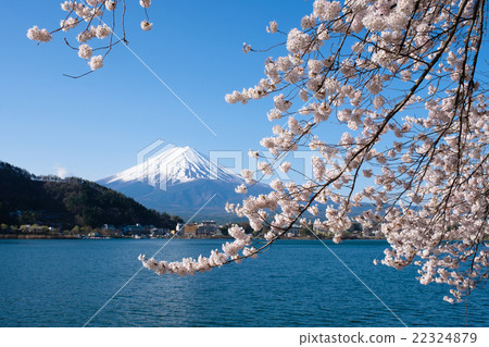 河口湖的富士和櫻花盛開 22324879