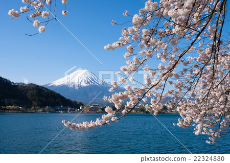河口湖的富士和櫻花盛開 22324880