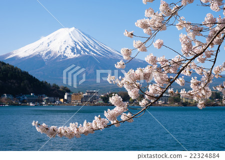 Fuji in Kawaguchiko and cherry blossoms in full bloom 22324884