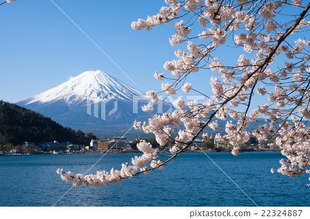 Fuji in Kawaguchiko and cherry blossoms in full bloom 22324887