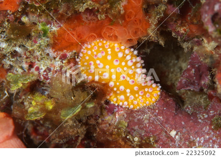 Ikaguri Umiushi 22325092