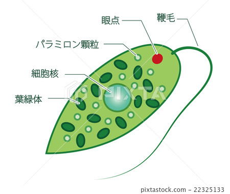 Structure of Midorimushi (with name) 22325133