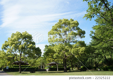 Trees · Forest Trees · Forest 22325222