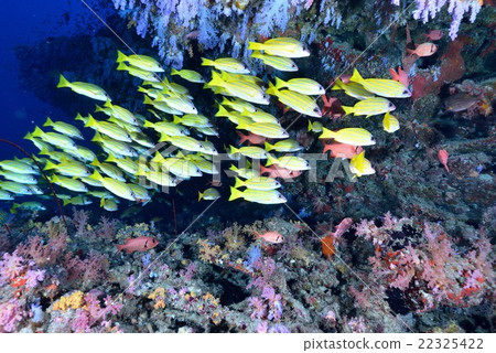 Yosugefudai Yosugefudai 22325422