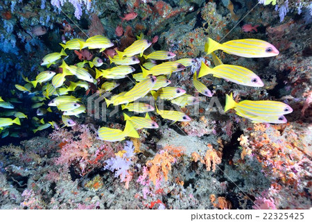 Yosugefudai Yosugefudai 22325425