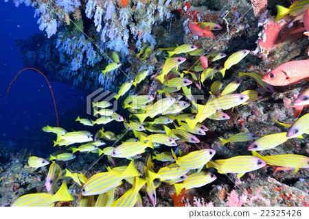 Yosugefudai Yosugefudai 22325426