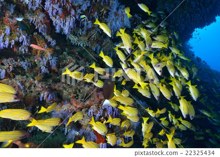 Yosugefudai Yosugefudai 22325434