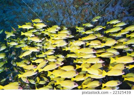 Yosugefudai 22325439