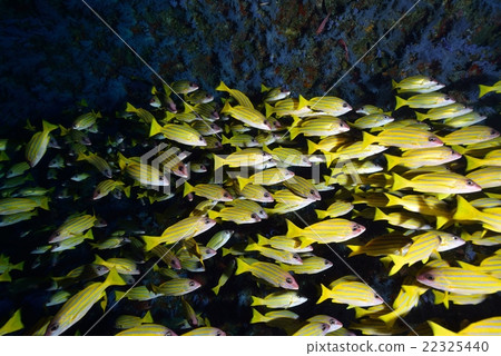 Yosujifuedai 22325440