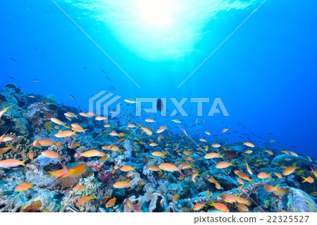 The sea of Maldives The sea of Maldives 22325527