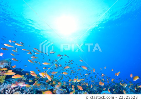 The sea of Maldives The sea of Maldives 22325528