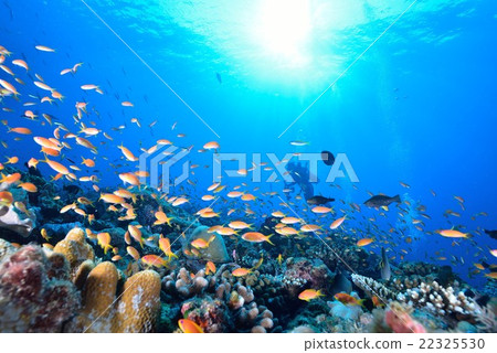 saltwater fish fish fishes stock photo 22325530 pixta
