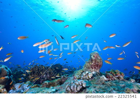 The sea of Maldives 22325541