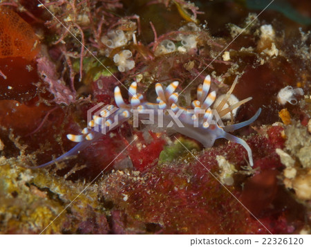 Saxima屬於美濃屬的一種 Saxima屬於美濃屬的一種 22326120