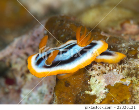 Shirette海膽 Shirette海膽 22326121