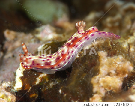 Senten Irushi Senten Irushi 22326126