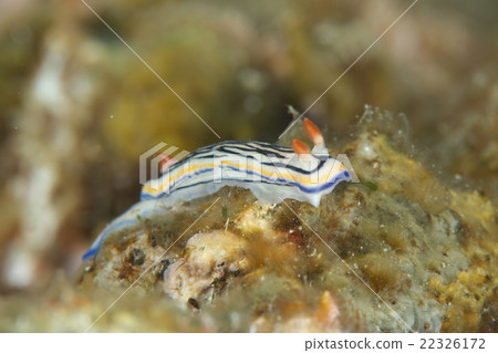 Ryumon Iroumi 22326172