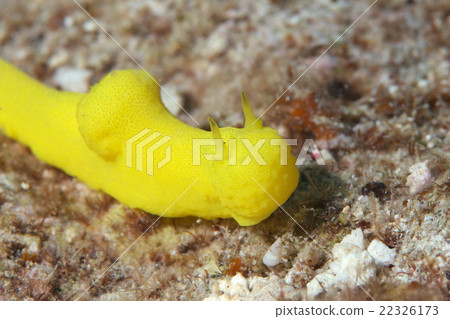 Lemon sea cow 22326173