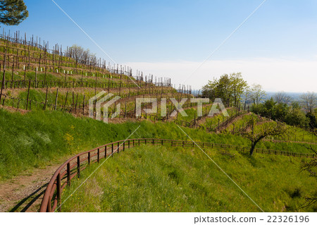 Rows of win along a trekking path 22326196