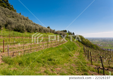 Rows of wine 22326197