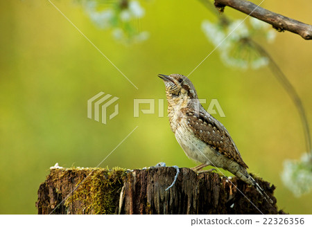Wryneck  (Jynx torquilla) on a tree trunk 22326356