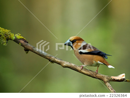 Hawfinch  (Coccothraustes coccothraustes)  22326364