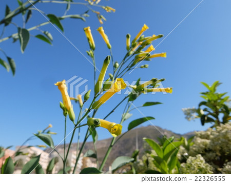 Flowers of Tincture 22326555