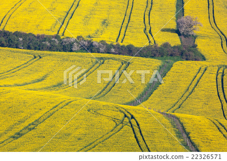 Beautiful yellow rapeseed fields in South Moravia 22326571
