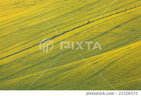 Beautiful yellow rapeseed fields in South Moravia 22326572
