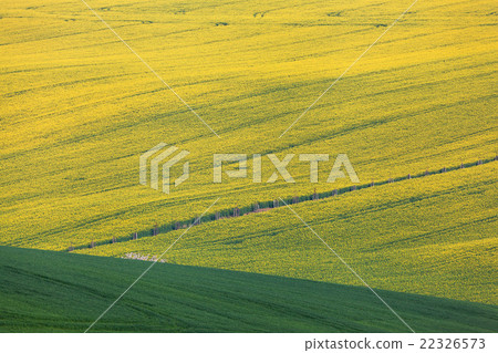 Beautiful yellow rapeseed fields in South Moravia 22326573