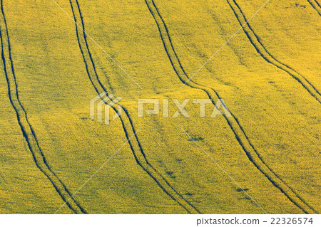 Beautiful yellow rapeseed fields in South Moravia 22326574