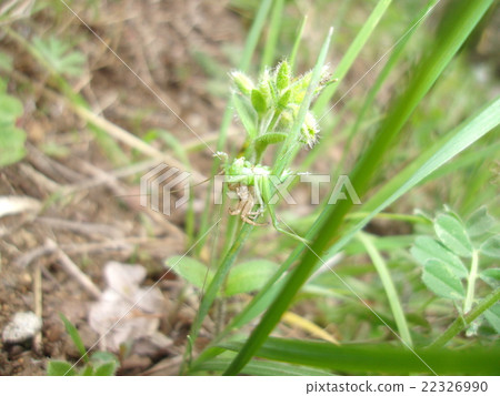 Yamiirokunigamo捕食幼蟲 22326990