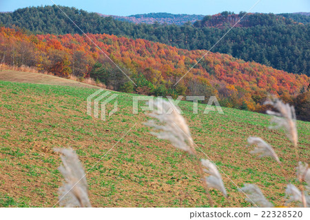 Heiwa Plateau, Kuji City, Iwate Prefecture 22328520