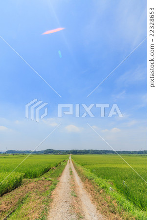 農村風景在千葉在夏天 農村風景在千葉在夏天 22328653