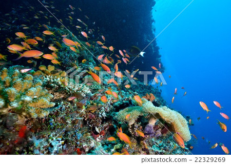 The sea of Maldives The sea of Maldives 22329269