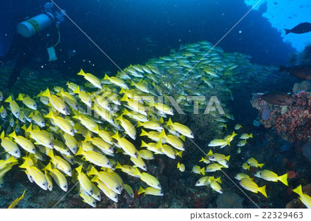 Yosugefudai 22329463