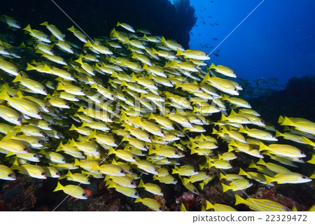 Yosugefudai 22329472