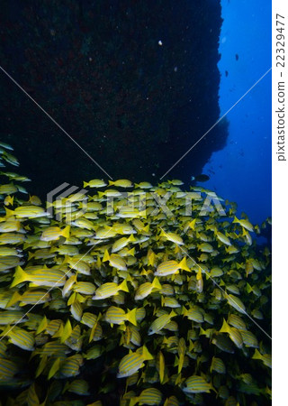 Yosugefudai 22329477