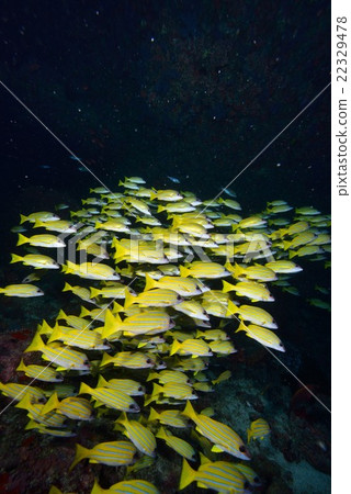 Yosugefudai 22329478