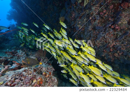 Yosugefudai 22329484