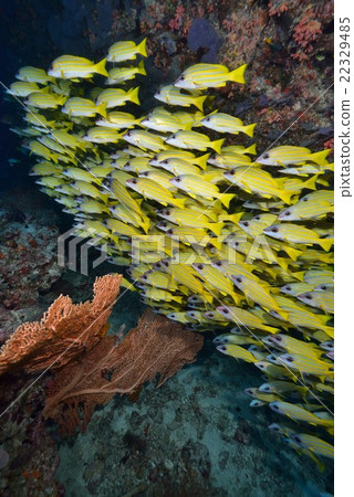 Yosugefudai 22329485